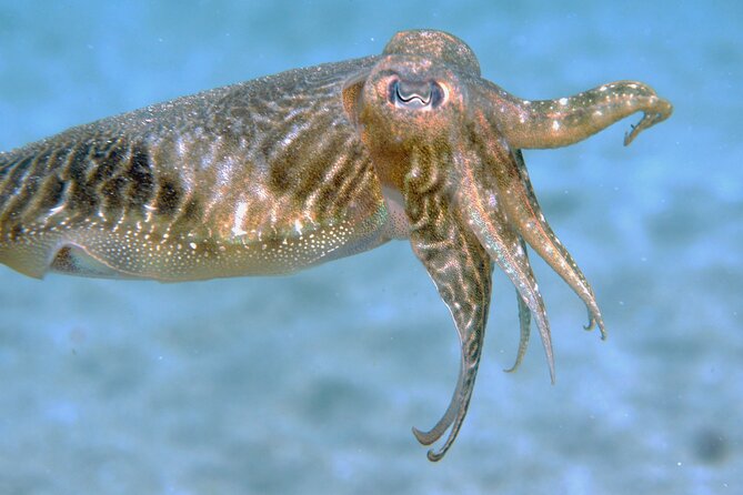 Scuba Diving in Lanzarote (for certified divers only) - How much value do you get for $96.75?