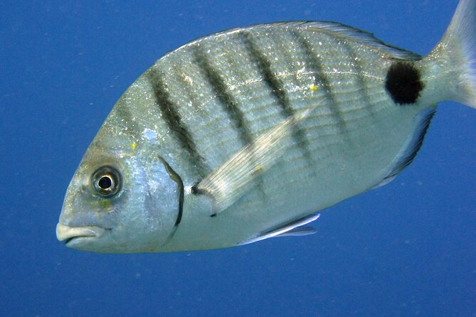 Scuba Diving in Lanzarote (for certified divers only) - Who will enjoy this most?