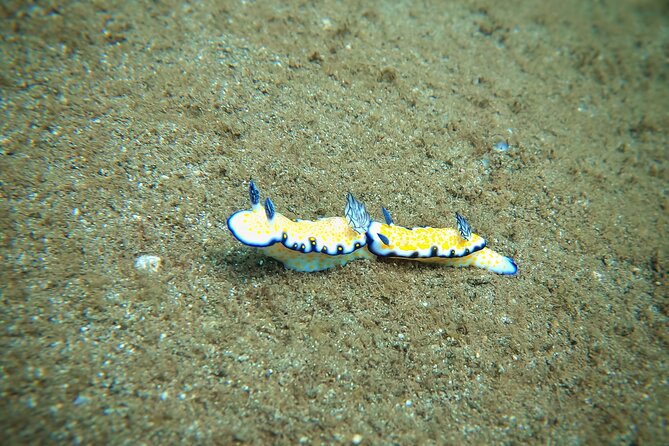 Scuba Diving in Maui with No Experience Needed - Learning to Breathe Underwater in a Group of Four