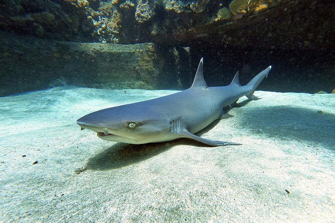 Scuba Diving in Maui with No Experience Needed - What You May See Below the Surface