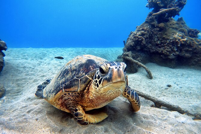 Scuba Diving in Maui with No Experience Needed - The Elevation Rule That Can Affect Your Maui Plans