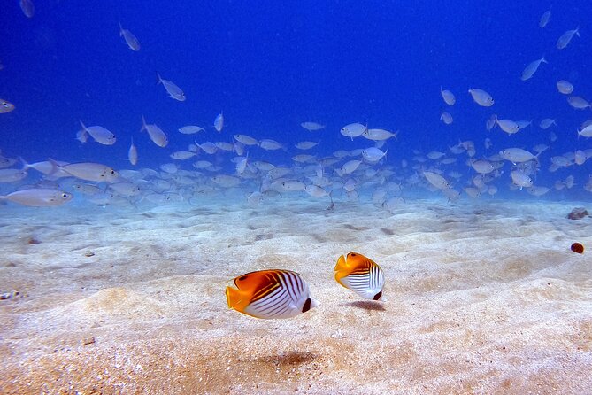 Scuba Diving in Maui with No Experience Needed - Is $199 a Fair Price?