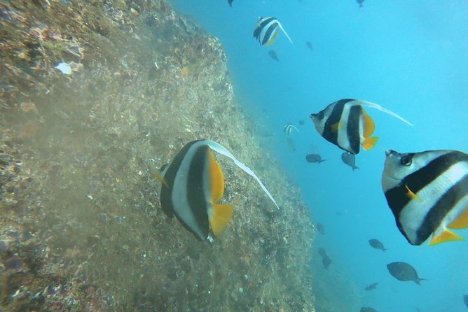 Scuba Diving in Mirissa - Reefs, rocks, and wrecks off Mirissa