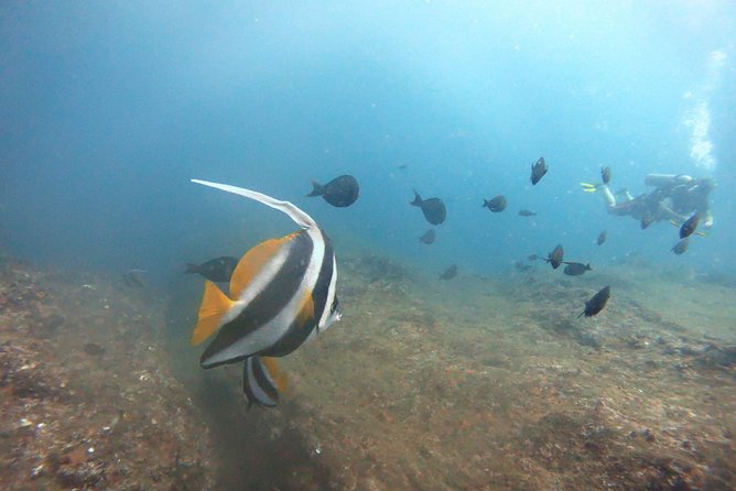 Scuba Diving in Mirissa - Why beginner support matters here