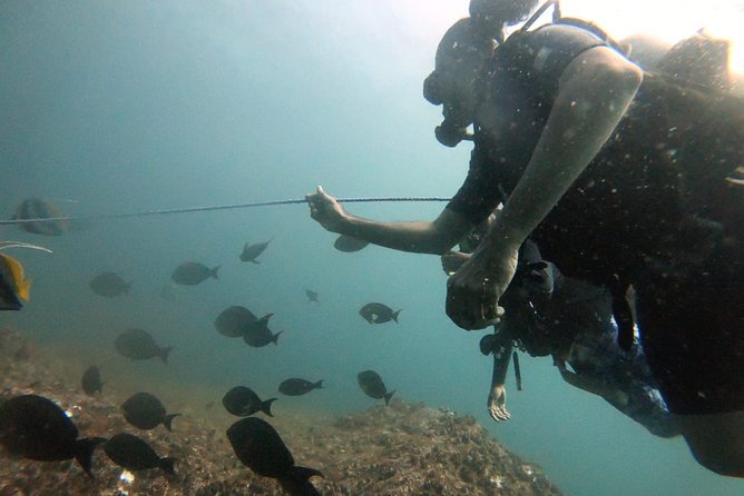 Scuba Diving in Mirissa - What experienced participants can look for