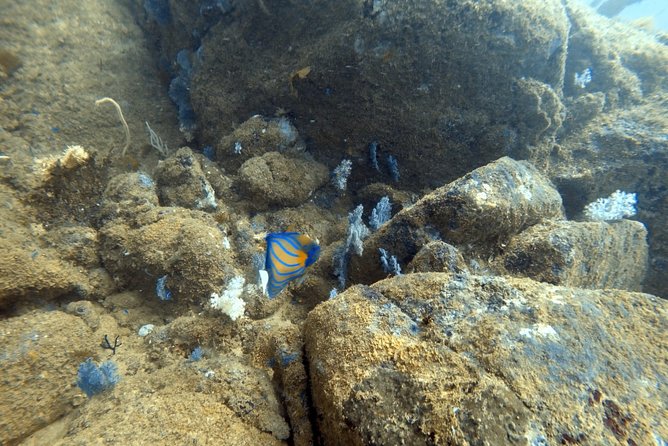 Scuba Diving in Mirissa - Who should book this experience?