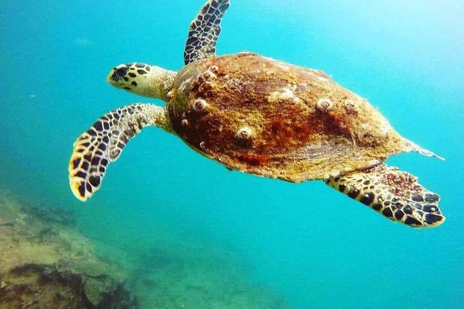 Scuba Diving in Mirissa - What the current rating tells you