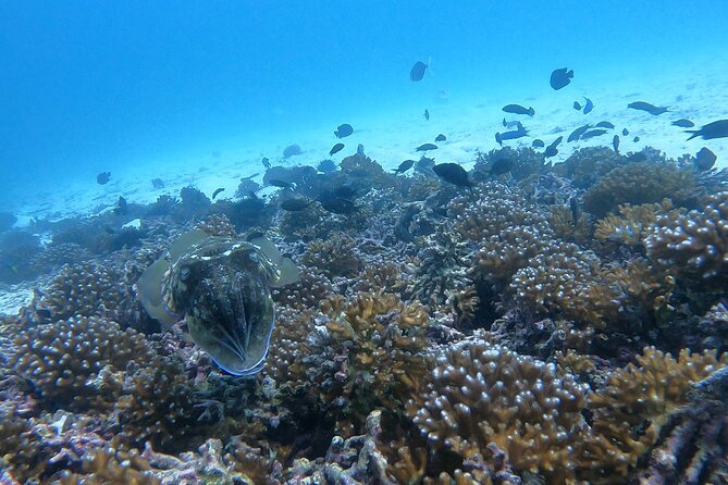 Scuba Diving in muscat - What you may see beneath the surface