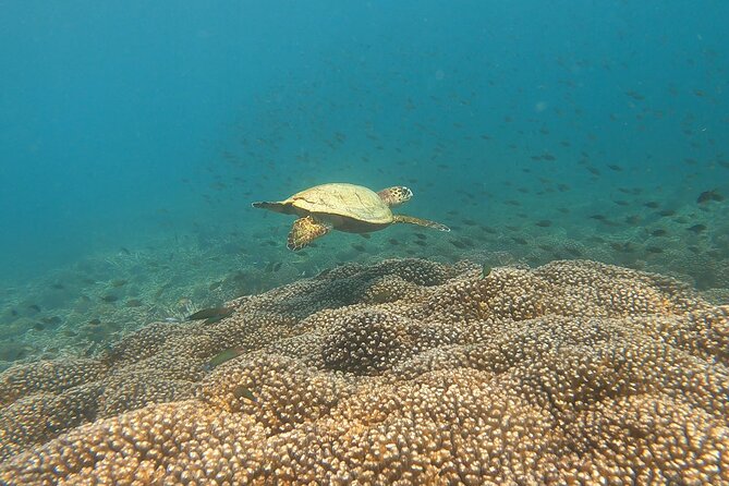 Scuba Diving in muscat - Why the guide matters for first-time participants