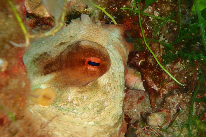 Scuba Diving in Naxos by Bluefindivers - Dive in Greece - Amazing Diving Spots - The 45-minute reef session to 7 meters