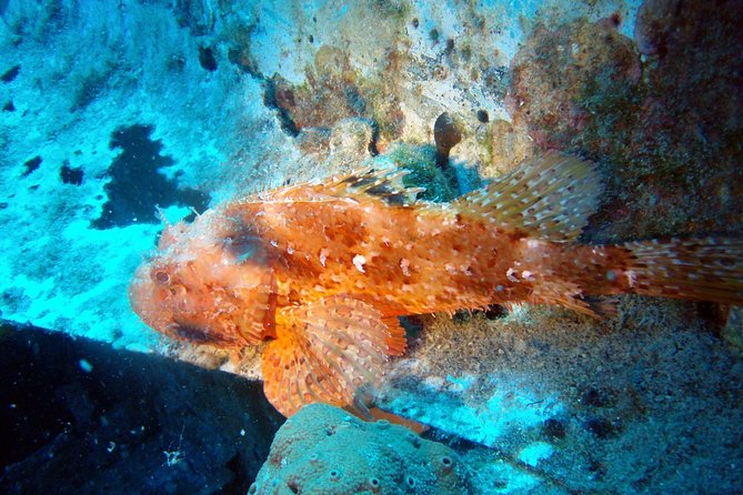 Scuba Diving in Naxos by Bluefindivers - Dive in Greece - Amazing Diving Spots - What you may see beneath the beach