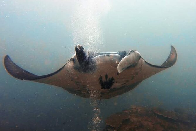 Scuba Diving in Nusa Penida Island and Manta Point - Two underwater sessions on opposite sides of Nusa Penida