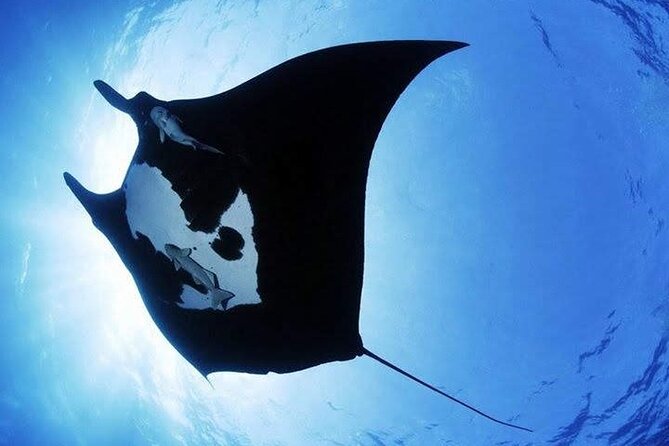 Scuba Diving in Nusa Penida Island and Manta Point - Lunch, drinks, and the useful extras