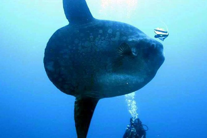 Scuba Diving in Nusa Penida - Manta Point - Three sessions or two, and why the timing matters