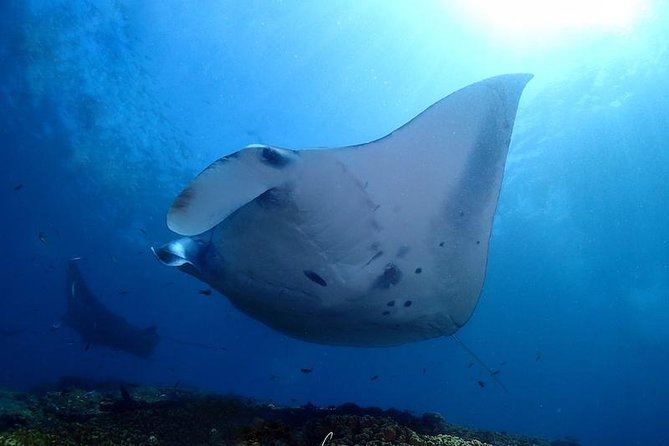 A manta ray passing overhead in open blue water