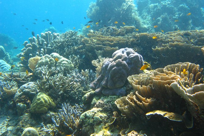 Scuba diving in PADANG BAY BALI - Key points to know before booking