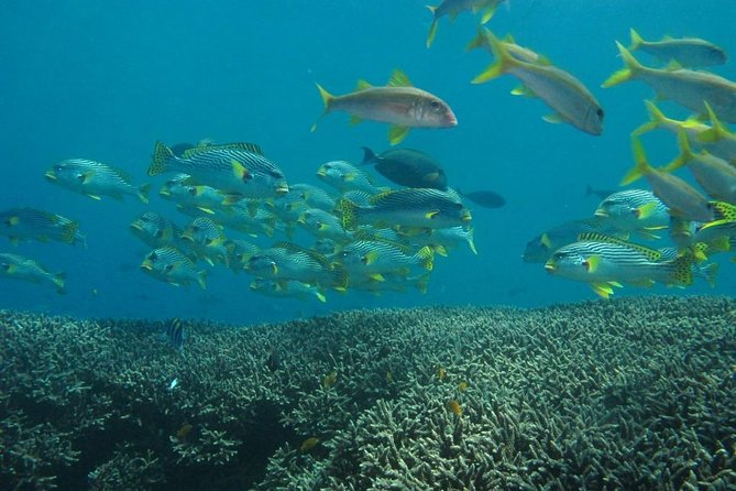 Scuba diving in PADANG BAY BALI - Blue Lagoon, Jepun, Drop Off, and Temple