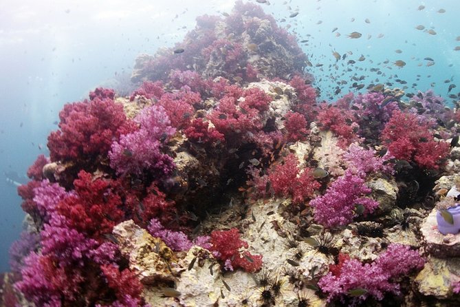 Scuba Diving in Phuket – Full-Day Trip (3 Dives, All Included) - Three Phuket sites in one packed day