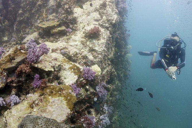 Scuba Diving in Phuket – Full-Day Trip (3 Dives, All Included) - What the Racha Islands can add