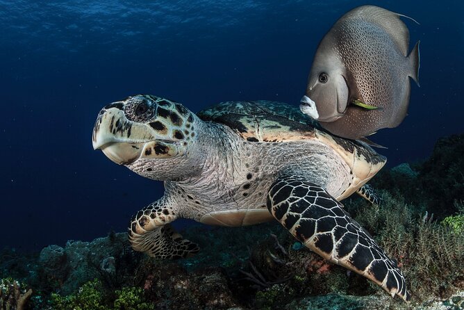 Scuba Diving in Playa del Carmen for Small Groups - The second stop shifts attention to reef life