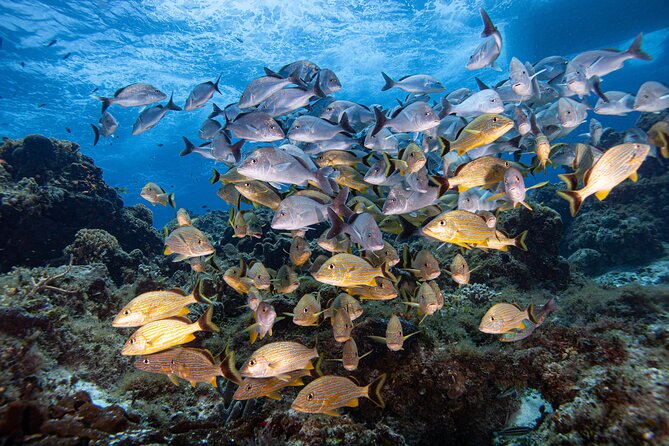 Scuba Diving in Playa del Carmen for Small Groups - Getting started at Dressel Divers in Playacar