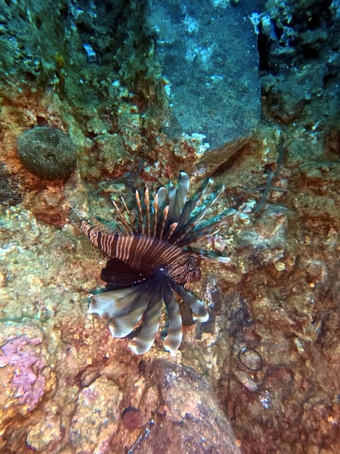 Scuba Diving in the Volcanic Caldera/shorelines of Santorini - Who will enjoy this outing most