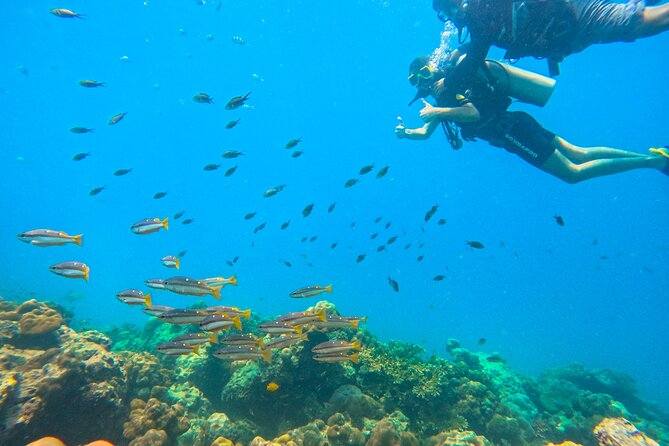 Scuba Diving in Tribe Gate - 25 to 30 minutes around the Tribe Gate reef