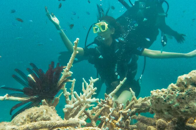 Scuba Diving in Tribe Gate - Is $57.44 a fair price?