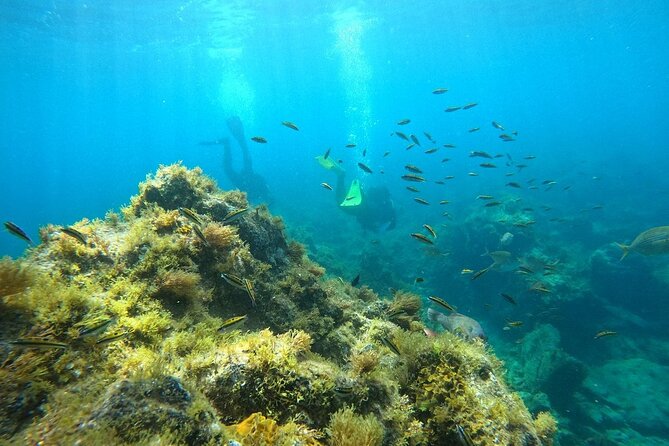 Scuba Diving in Turtle and Ray Area - Key points at a glance