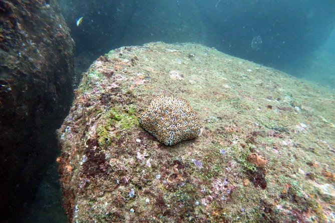 Scuba Diving in Unawatuna - Is $65 a fair price?