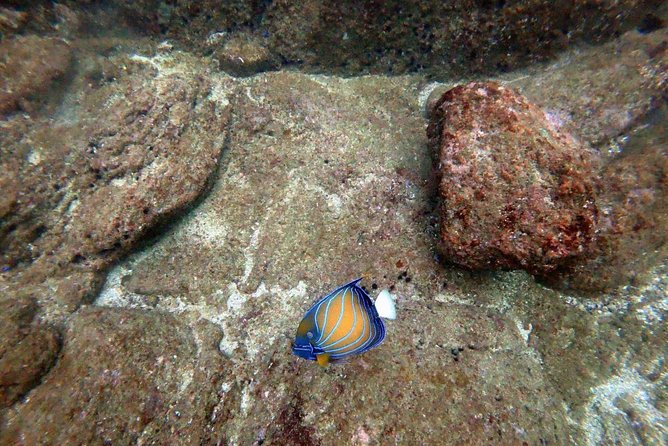 Scuba Diving in Unawatuna - What you may see below the surface