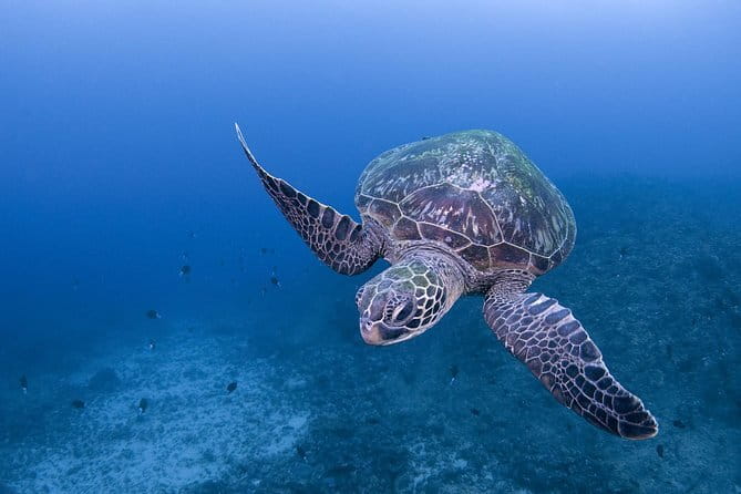 Scuba diving in Yakushima! (Guided Fun Diving for Licensed Guests) - Key points to know before booking