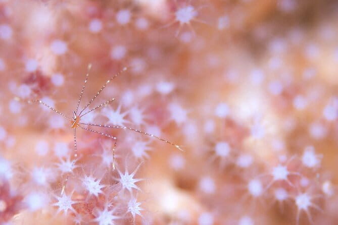 Scuba diving in Yakushima! (Guided Fun Diving for Licensed Guests) - Meeting at Isso Swimming Beach Parking Lot