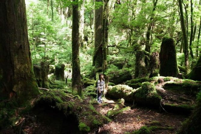 Scuba diving in Yakushima! (Guided Fun Diving for Licensed Guests) - What you may see below the surface