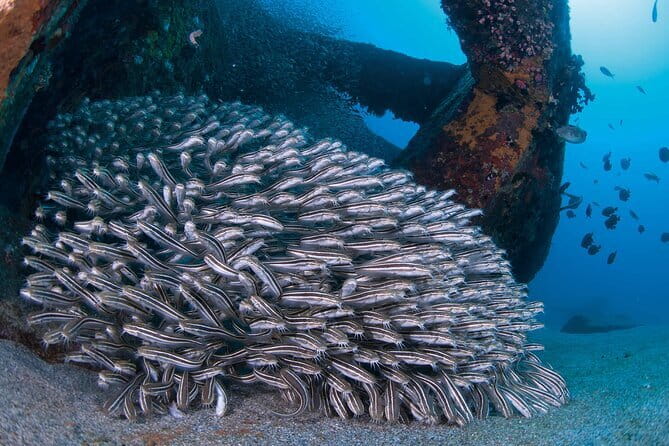Scuba diving in Yakushima! (Guided Fun Diving for Licensed Guests) - Why the port-based surface interval works well