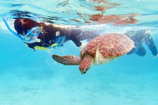 Scuba diving in Yakushima! (Guided Fun Diving for Licensed Guests) - What the $121.84 price really covers