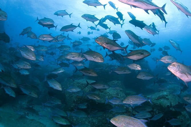 Scuba diving in Yakushima! (Guided Fun Diving for Licensed Guests) - Two morning sessions, with a third if you want it