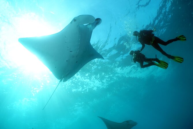 Scuba Diving Nusa Penida Manta Point 3 dives for certified divers - The early start from Kuta to Sanur