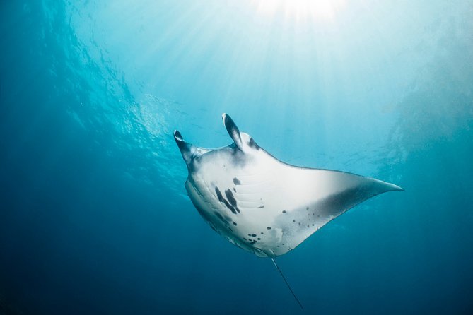 Scuba Diving Nusa Penida Manta Point 3 dives for certified divers - Crystal Bay and the chance of a mola-mola