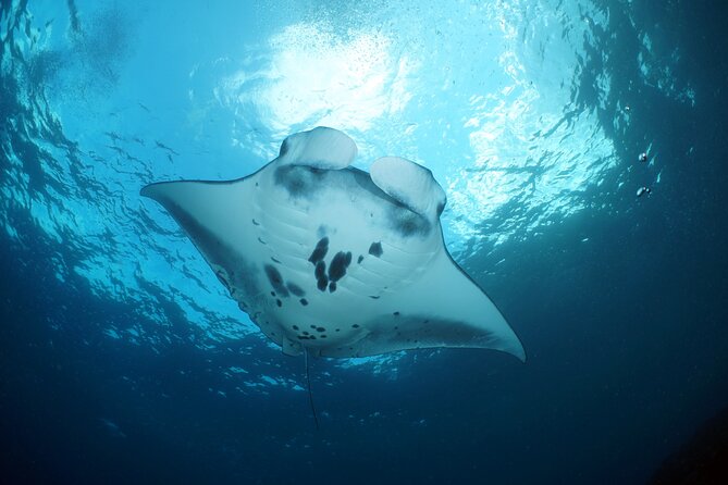 Scuba Diving Nusa Penida Manta Point 3 dives for certified divers - Coral, reef life, and the island choice on the day