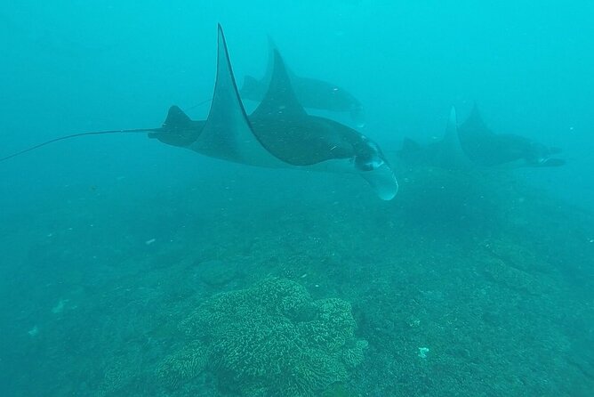 Scuba Diving Nusa Penida Manta Point 3 dives for certified divers - A safety setup that suits certified participants