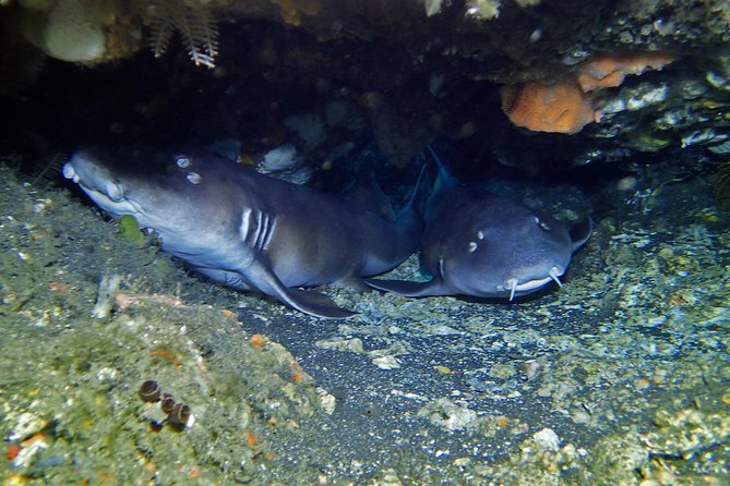 Scuba Diving Nusa Penida Manta Point 3 dives for certified divers - Who should book this experience