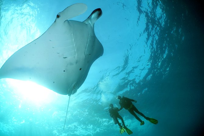Scuba Diving Nusa Penida Manta Point 3 dives for certified divers - Manta Point: the likely first underwater stop