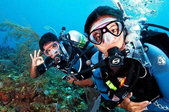 Scuba Diving on Catalina Island | 2 tanks, 2 spots - What the Aquarium offers at 3 to 6 meters