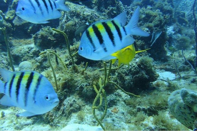 Scuba Diving on Catalina Island | 2 tanks, 2 spots - What to bring and what to watch