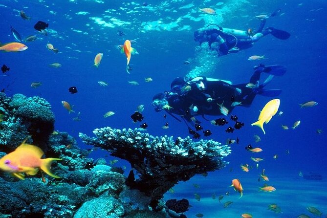 Scuba Diving Open Water PADI Course - Sharm El Sheikh - What you will learn in the water
