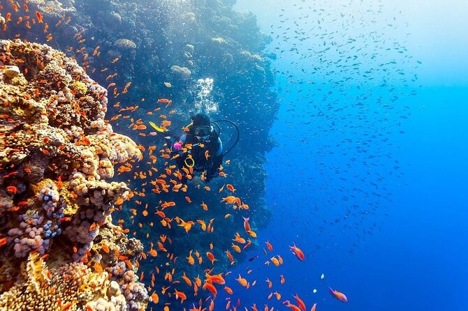 Scuba Diving Open Water PADI Course - Sharm El Sheikh - Group size and the feel of the training