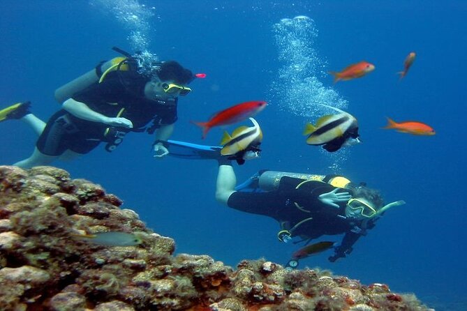 Scuba Diving Open Water PADI Course - Sharm El Sheikh - Two boat days at Ras Mohammed National Park