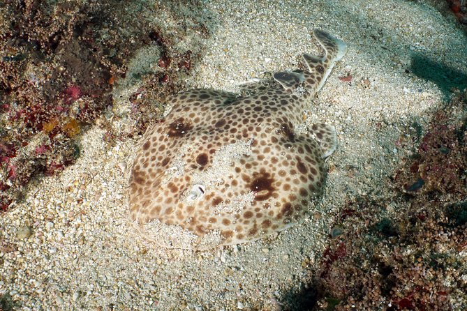 Scuba Diving Padangbai Shark Point 2 dives for certified divers - Shark Point: reef sharks, turtles, and the larger wildlife