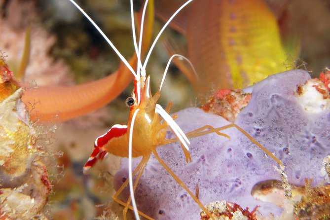 Scuba Diving Padangbai Shark Point 2 dives for certified divers - What the small guide ratio means underwater